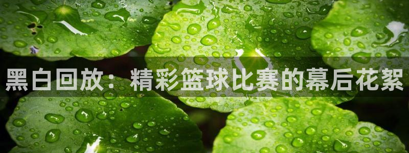 88看球nba直播在线观看：黑白回放：精彩篮球比赛的幕后花絮